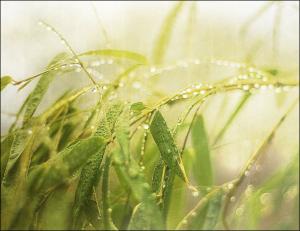 "Bamboo Rain" by Lucy Loomis
