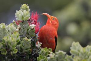 A recent bird survey indicates that native forest birds like this scarlet Hawaiian honeycreeper, or i’iwa, may colonize reforested areas faster than predicted. Photo by Jack Jeffrey