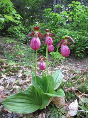Pink lady’s slippers can be found in shady woodlands throughout eastern North America, but resist cultivation in gardens because they require a certain soil fungus to grow. Photos by Dianna Noyes
