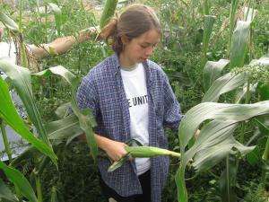 Freshman Lily Hollertz gleans corn from a field for the Vermont Food Bank. Photo by Jodi Clark