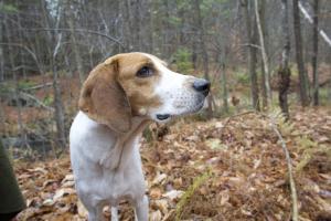 Harley, a walker hound and the best friend of Carl Askegreen ’99, was featured in the film project of seniors Reily Mumpton and Jenny Smyth, titled The Dog of Montargis. The film recounts the strange trial for the murder of Aubrey de Montdidier, in 14th-century France, where the only witness was Aubrey’s faithful hound, Bruin.