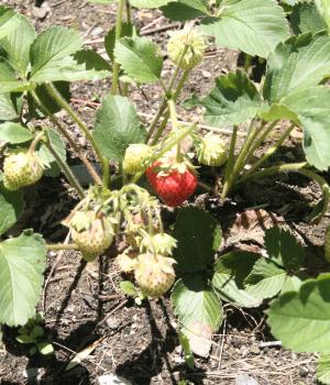 Although there would need to be more than one ripe at a time, strawberries grown on Marlboro’s community farm could go toward the college’s “real food” quota.