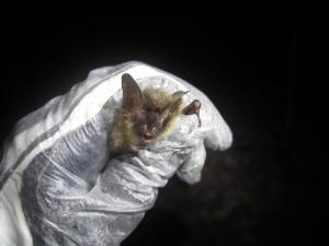 A healthy northern long-eared bat expresses existential angst during a sampling foray in Vermont. Photo by Morgan Ingalls