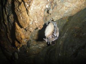 A little brown bat affected by white-nose syndrome while hibernating in 2012. This bat probably did not survive the winter.