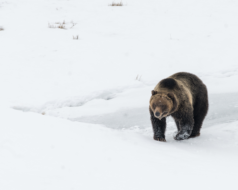 A male grizzly hunts near Blacktail Pond, Yellowstone National Park