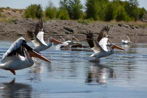 White pelicans are among the many wildlife that share Wyoming’s Green River Basin with river otters. Photo by Brady Godwin