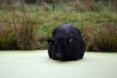 Domestic livestock are significant sources of pollution when subject to the Conquest mindset, which objectifies everything so that it can be commodified, industrialized, and exploited. Photo courtesy of Chesapeake Bay Program