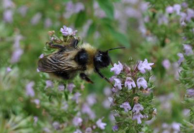 The symbiotic relationship between flower and bee evokes the Flourishing stage, where the human relationship with place is based on reciprocity. Photo by Cary Gaunt