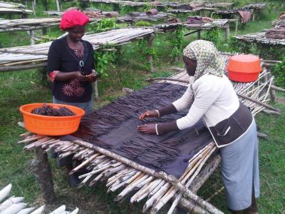 Women in Uganda curing Fairtrade vanilla, sustainably grown and harvested by local smallholder producers to be used in Ben & Jerry’s Ice Cream. Photo courtesy of Ben & Jerry’s 