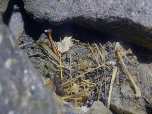 A pile of delicate bones is evidence of bat mortality, found during a winter count with Vermont Fish and Wildlife.