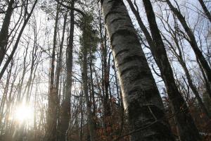 Trees in the new ecological reserve will grow big and old, allowing the forest to exhibit unique qualities in its soil and species composition.